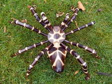 Wooden Spider Carving - Hand