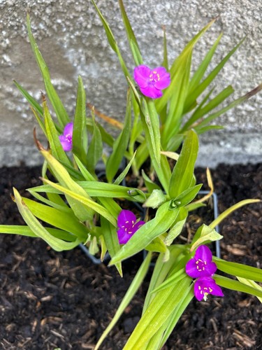 Tradescantia ohio spiderwort - tradescantia,