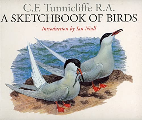 Sketchbook birds - a,