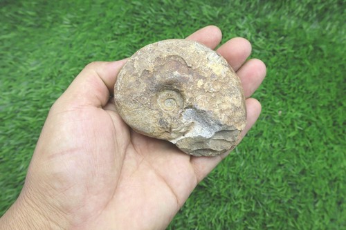 Inch manticoceras goniatite - inch,
