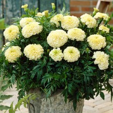 Set of 12 African Marigold