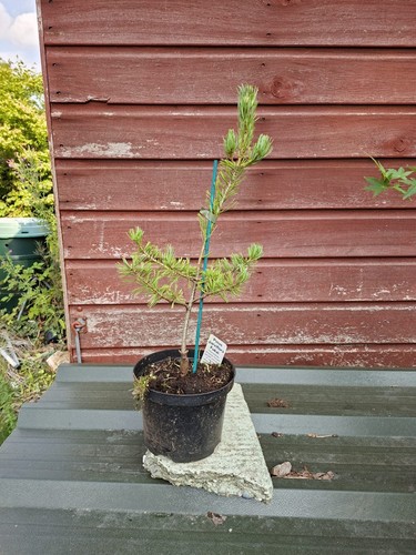 Pinus parviflora fukai 2l - parviflora,