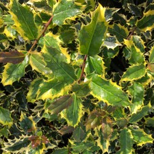 Holly 'Madame Briot' 9cm Plant