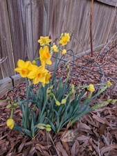 Lot of 10 Yellow Jonquil mini