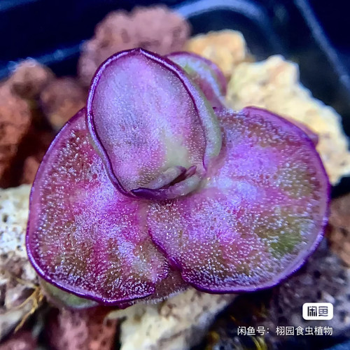 Pre sale pinguicula sch dream - pinguicula,