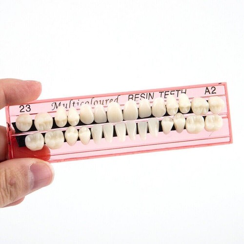 28pcs resin teeth model - 28pcs,