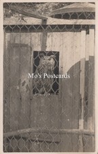 Animals Postcard - Birds