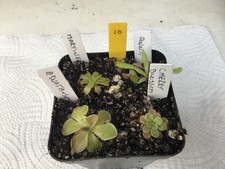 Pinguicula Collection. #10