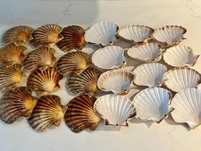 Large south coast scallop - coast,