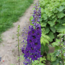 Delphinium 'Dark Blue/Dark Bee'. Plug Plant x 3. Perennial blue/purple flowers
