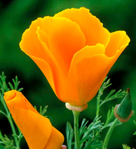 Californian poppy eschscholzia - californian,