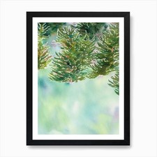 Acropora Echinata Storybook