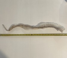 25” Adult Royal Python Ball Python Snake Skin Shed Reptile Magic Art Crafts RP2