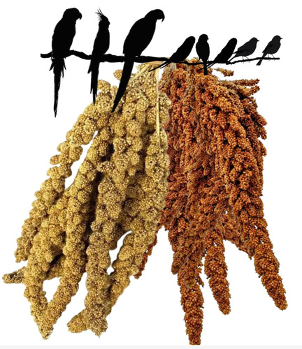 Premium yellow red - red, millet