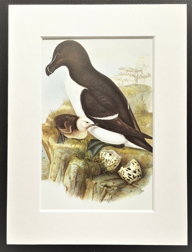 John gould 1970s vintage - john,