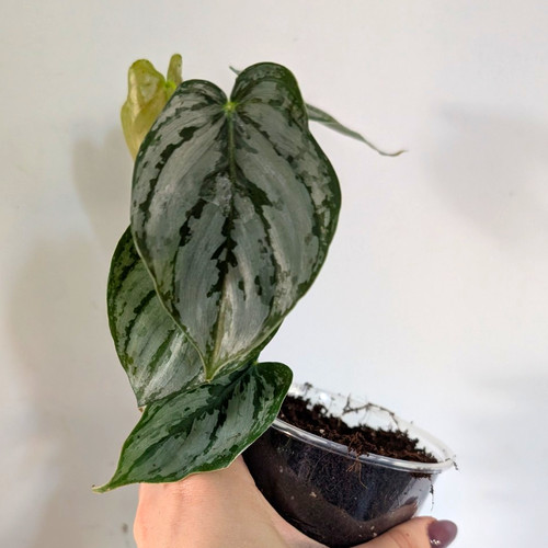Philodendron brandtianum - philodendron,