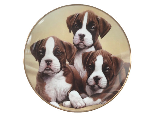 Danbury mint boxer puppies - danbury,