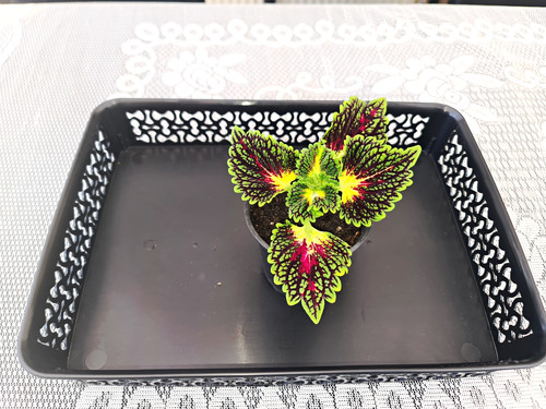 Coleus variegated potted - variegated,