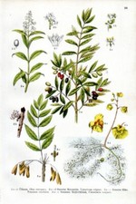 1909 WILLKOMM CHROMOLITHOGRAPH