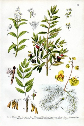1909 willkomm chromolithograph - 1909,