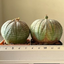 A41 - 192 Euphorbia obesa, a