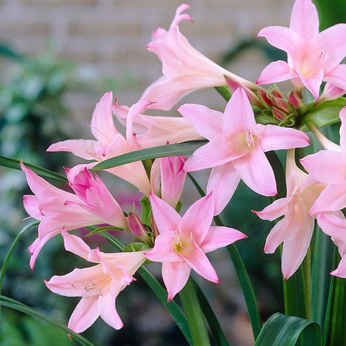 Amarcrinum memoria corsii - amarcrinum, memoria-corsii