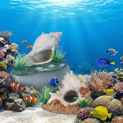 Conch shape fish - conch,