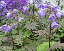 Polemonium Heavens Scent, compact herbaceous perennial Jacobs ladder plant