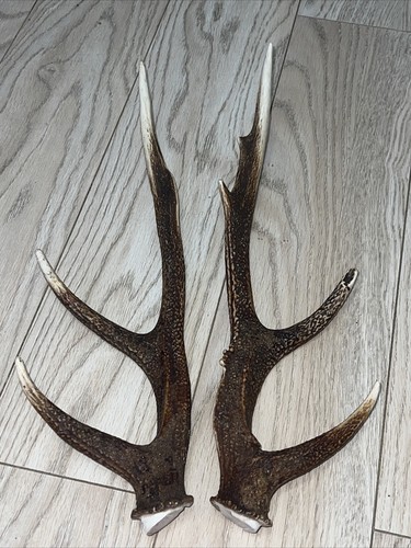 Pair sika deer antlers - pair,