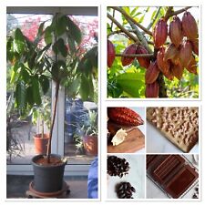 Cacao fresh seeds! Grow your own Chocolate! Houseplant fruit tree
