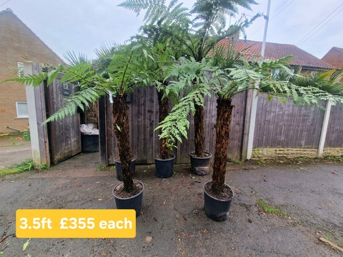 Dicksonia squarrosa tree ferns - squarrosa,