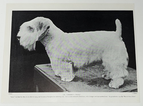 Sealyham terrier dog breed - terrier,