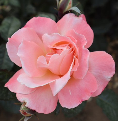 Sally rose potted - -potted,