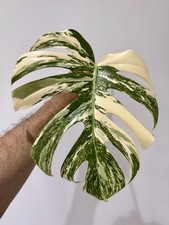 Variegated Monstera Albo