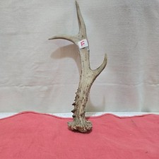 Deer roe antler thumbstick - deer, ,thumbstick/