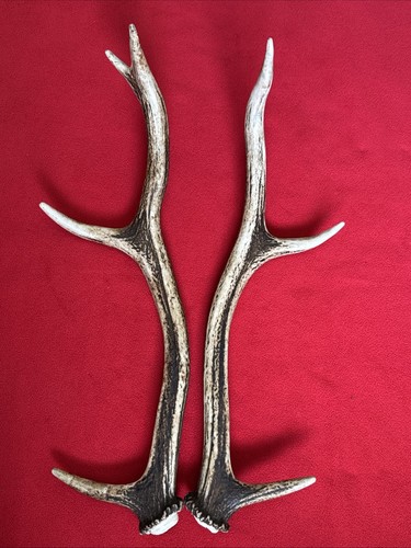 Pair red deer antlers 520g - deer,