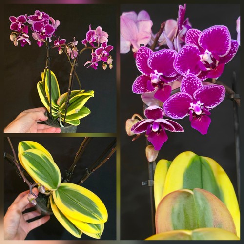 Rare phalaenopsis orchid chia - rare,