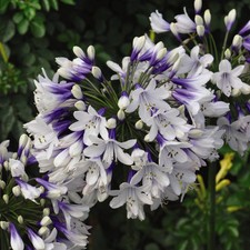 Agapanthus Duo 9cm Pot x 2 by