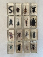 Vintage scientific Insect Specimen Resin Block Collection 16 pieces