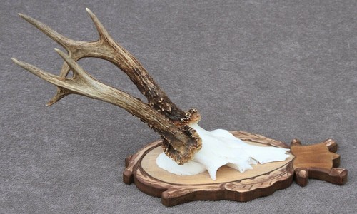 Roe deer trophy taxidermy - roe,