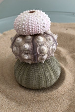 3 Sea urchin pink green