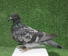 Grey Pigeon Taxidermy Bird