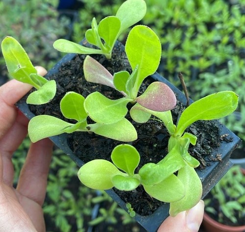 Calendula fruit twist - 4, orange