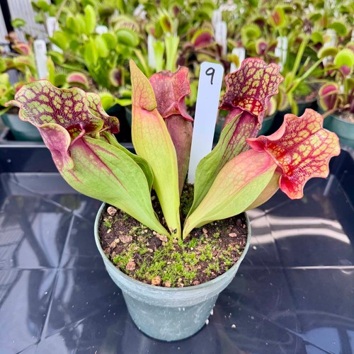 Sarracenia purpurea variant - sarracenia,