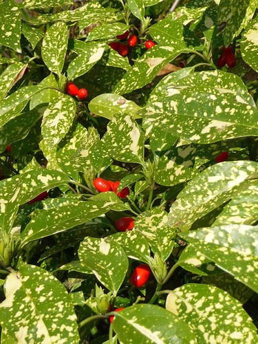 Aucuba japonica variegata - aucuba,