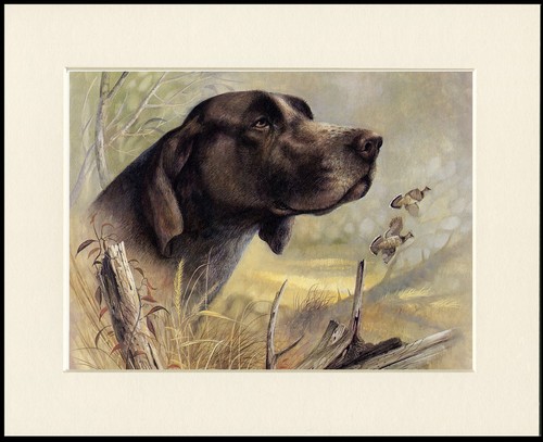 German shorthaired pointer dog - german,