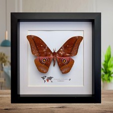 Framed african moth taxidermy