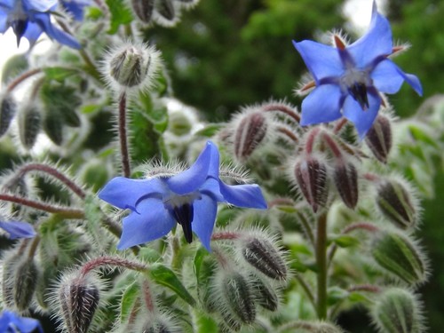 Borage herb young plant - borage,