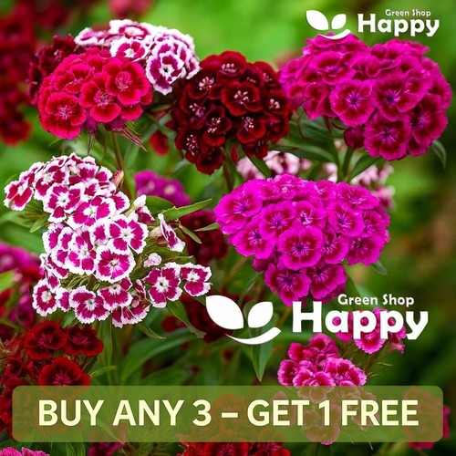 Sweet william flower - sweet, mix