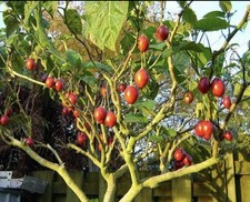 ?Rare Hardy Tamarillo Tree Tomato / Cyphomandra Betacea Fruit - 10 Seeds ?